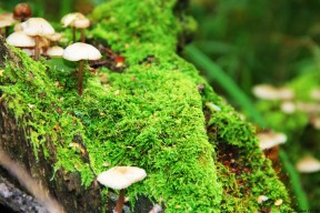 世界游泳俱乐部开设水上急救公开课，游泳救生协会